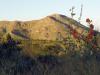 galleries|pm_peak-wflowers.jpg