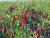 galleries_pictures|chilies0001.jpg
