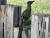 galleries_pictures|birds0002.jpg