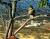 galleries_pictures|birds0004.jpg