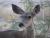 galleries_pictures|deer0002.jpg