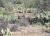 galleries_pictures|javalinas.jpg