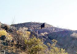 picacho peak cattle
